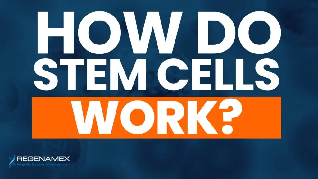 How Do Stem Cells Work A Deep Dive into Regenerative Healing
